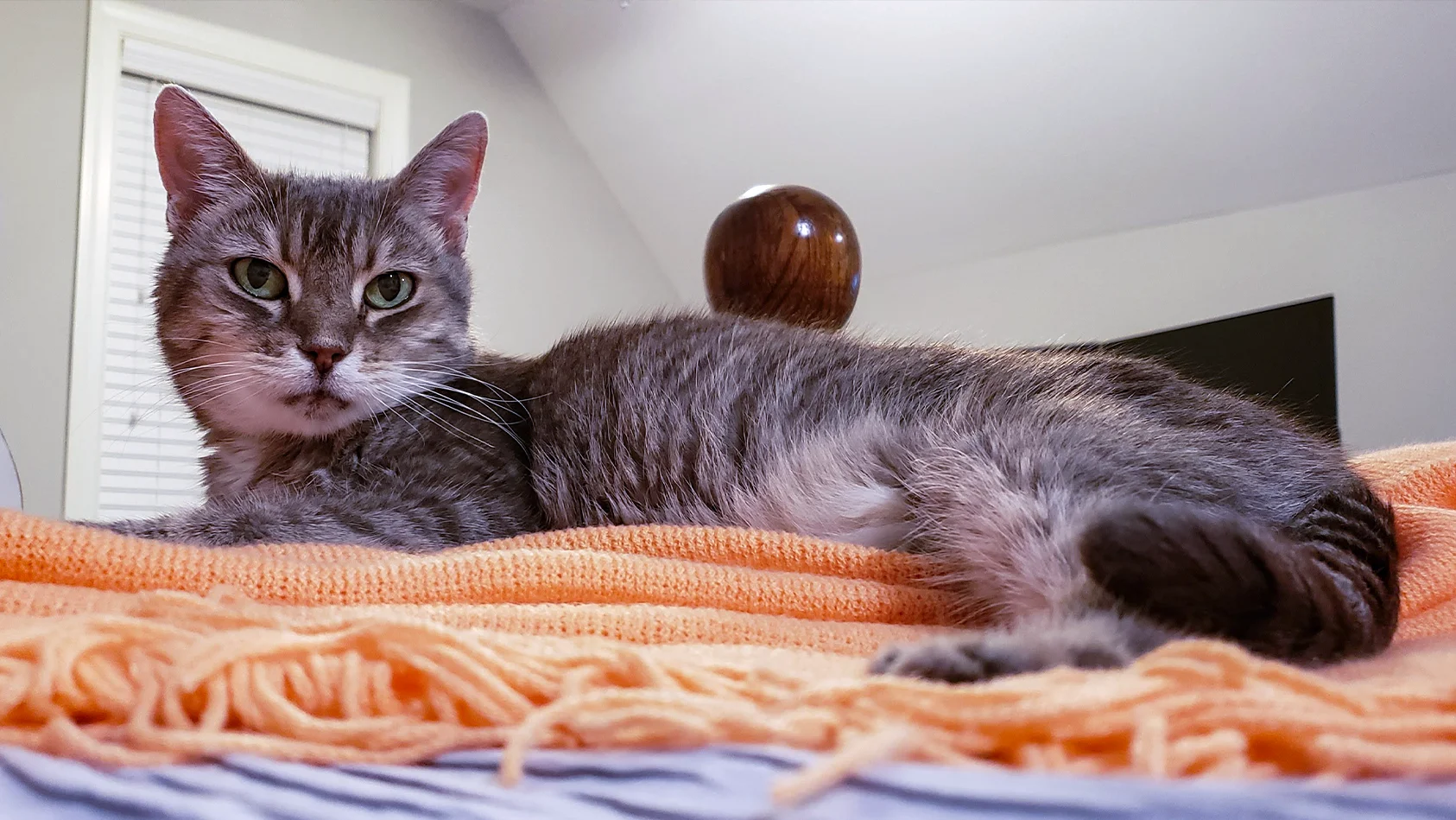 Tabby, an orange and white cat, relaxing at home